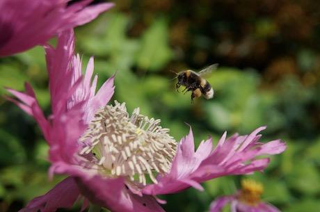 Bee on Flower