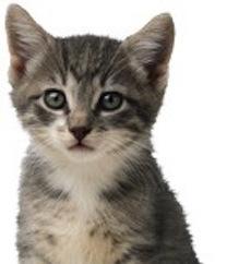 kitten