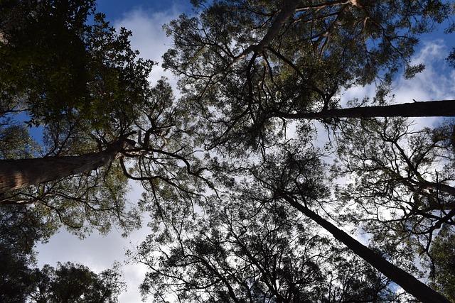 Eucalyptus