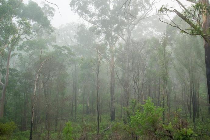 forest